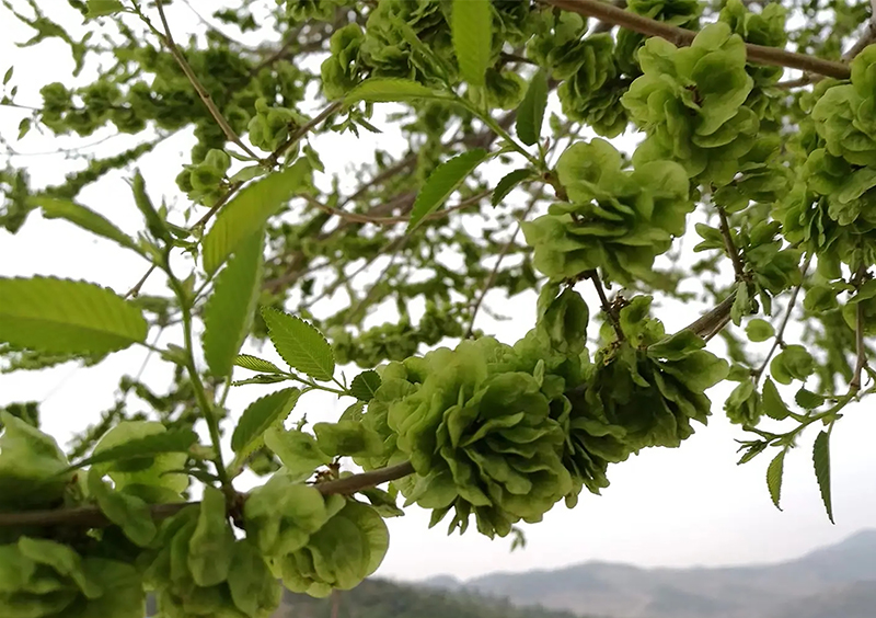 1650253150801887.jpg 安居煤矿:榆钱儿(李文静).jpg